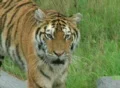 Siberian Tiger Prowling SD Footage