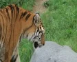 Siberian Tiger Prowling SD Footage