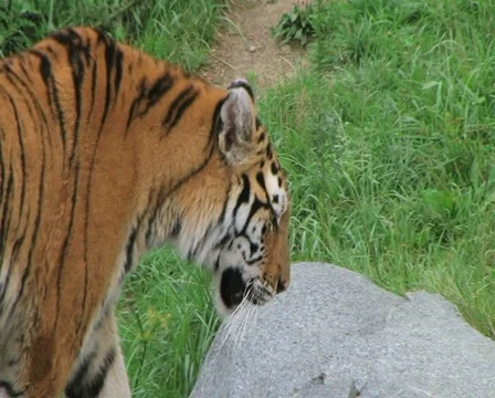 Siberian Tiger Prowling Stock Footage 2843496