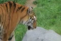 Siberian Tiger Prowling Footage