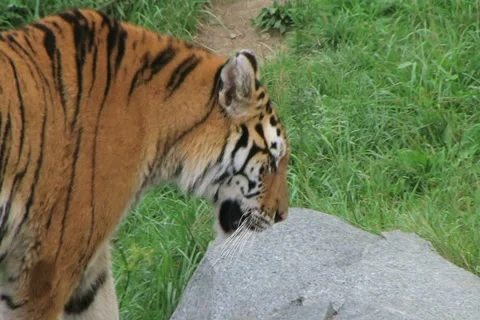 Siberian Tiger Prowling Stockbeeldmateriaal 4105205