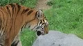 Siberian Tiger Prowling HD Footage