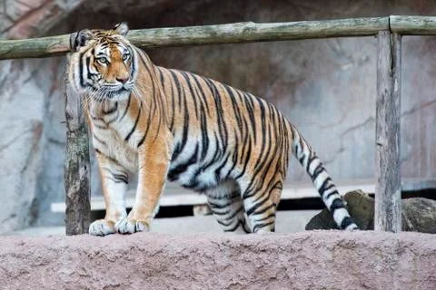 Siberian tiger ready to attack looking at you in the rocks background Stock Photos