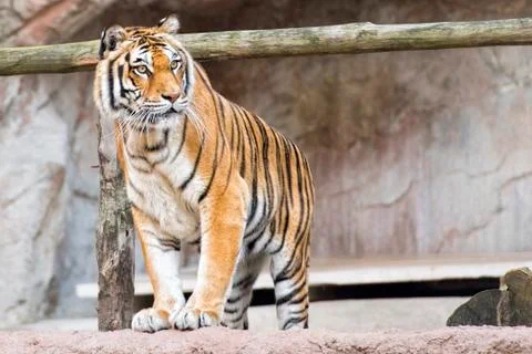 Siberian tiger ready to attack looking at you in the rocks background Stock Photos