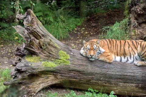Siberian tiger ready to attack looking at you in the forest background Stock Photos