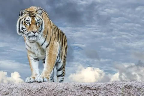 Siberian tiger ready to attack looking at you 스톡 사진