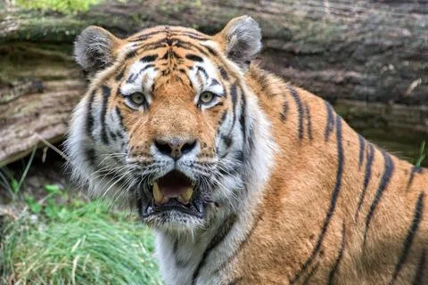 Siberian tiger ready to attack looking at you Stock Photos