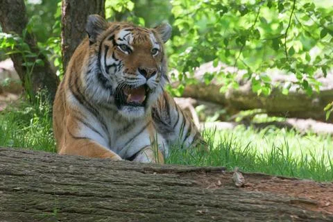 Siberian tiger ready to attack looking at you Stock Photos