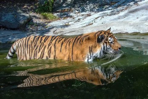 Siberian tiger ready to attack reflextion on water Stock Photos
