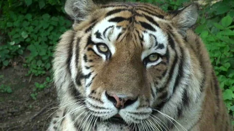 Siberian tiger relaxing,close-up Stock Footage