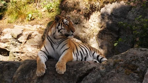 Siberian tiger resting Stock Footage 111827374