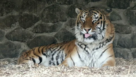 Siberian tiger resting Video stock 155196883