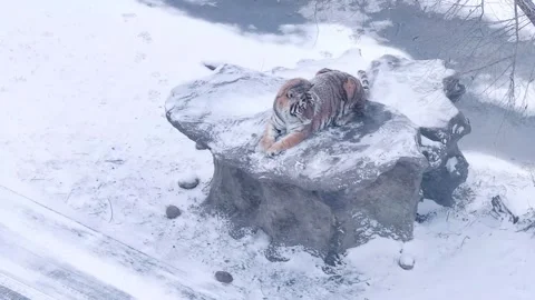 Siberian Tiger Resting in Forest 4K 库存影片 335077605