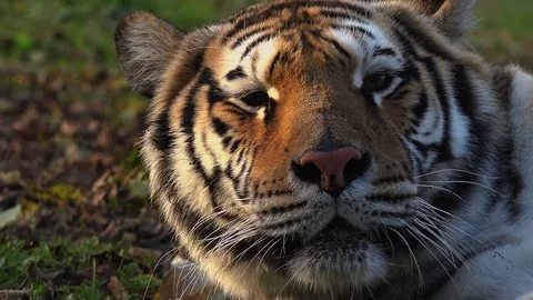 The Siberian tiger is resting then attacking Stock Footage