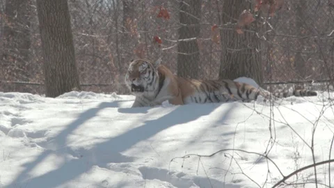 Siberian Tiger Roaring in Snow Stock Footage 86575548