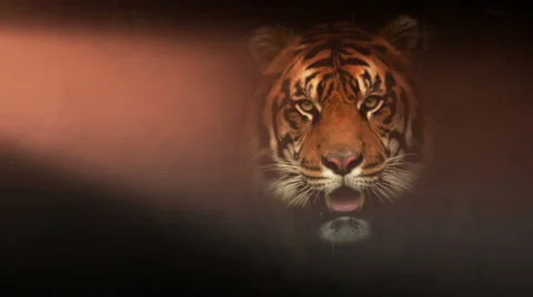 A Siberian tiger shot with dramatic lighting effects. Video stock 41986898