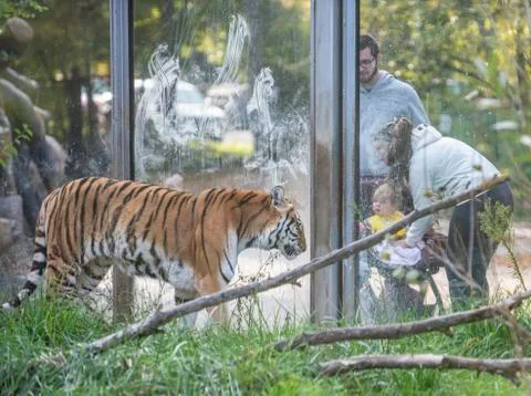 Siberian tiger in Sofia zoo Stock Photos