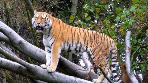 Siberian Tiger standing on large tree branch Stock Footage 93542513