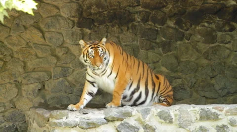 Siberian Tiger on the stones Stock Footage 44350962