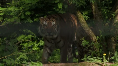 Siberian Tiger strolling/walking Stock Footage 1618421