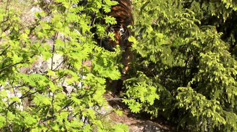 Siberian tiger in summer Stock Footage 52669765