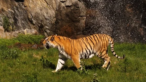 Siberian tiger walking Stock Footage 111827130