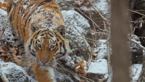 Siberian tiger walking off Video stock 138945225
