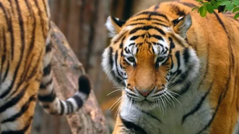 Siberian tiger walking in forest environment with camera tracking and dynamic Stock Footage 340861469