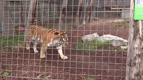 Siberian Tiger Walking Moving Pacing Captive in Zoo Behind Fence Stock Footage