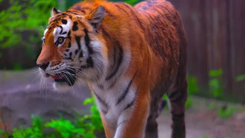 Siberian Tiger Walking Through a Green Natural Habitat Stock-Footage 341645379