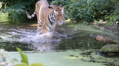Siberian tiger in the wild Stock Footage 41606276