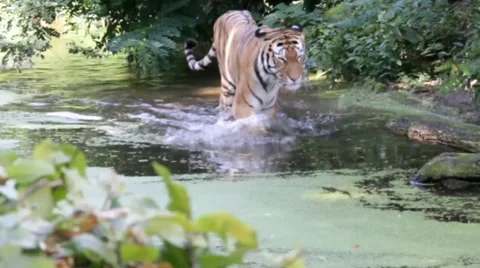 Siberian tiger in the wild Stock Footage 41606394