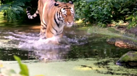 Siberian tiger in the wild Stock Footage 48870038