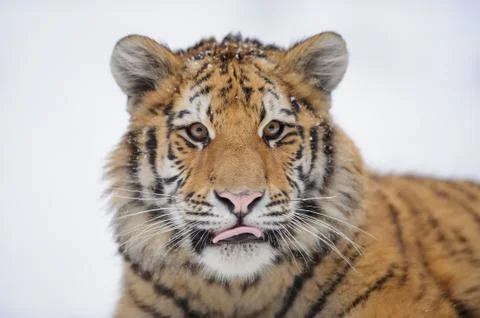 Siberian tiger in winter 스톡 사진