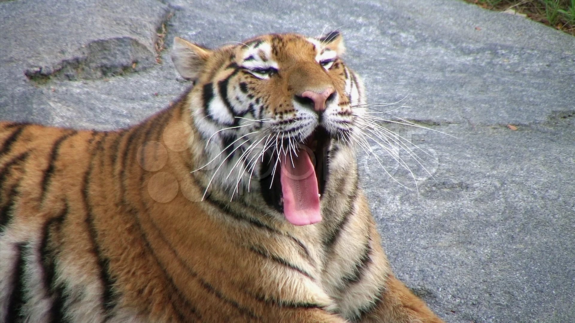 Siberian Tiger Yawning, image size:1920x1080