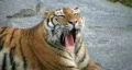 Siberian Tiger Yawning HD Footage