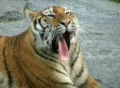 Siberian Tiger Yawning SD Footage