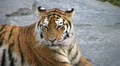 Siberian Tiger Yawning HD Footage