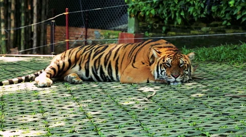 Siberian Tiger in zoo Stock Footage 57714992