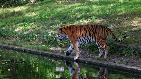 The Siberian Tiger Panthera Tigris Altai Stock Video Pond