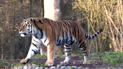 The Siberian Tiger Panthera Tigris Altai Stock Video Pond