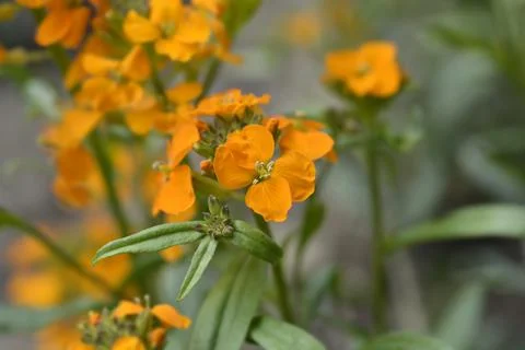 Siberian Wallflower Stock Photos