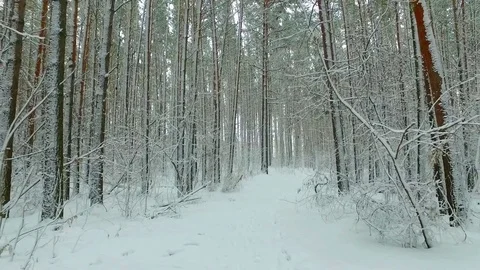 Siberian winter pine forest under the snow Stock Footage 71076612