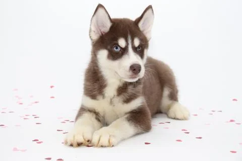 SiberianHusky 库存照片