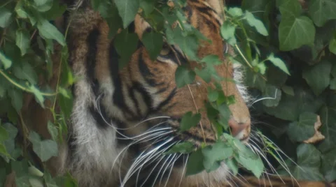 Sibirian tiger Stock Footage 5435944