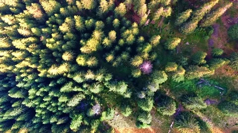 Sibiu Stock Footage 164092661