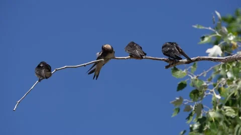 Sibling Barn Swallows Resting Together on Branch, Greece Stock Footage 344770234
