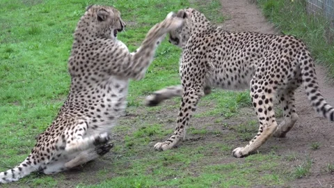 Sibling cheetahs 4K Stock Footage 296270464