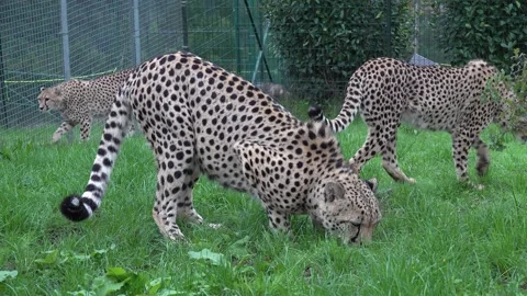 Sibling cheetahs 4K Vidéo 296273479