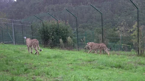 Sibling cheetahs 4K Video stock 296273524